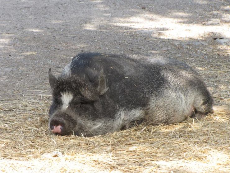 34962797_10155364366987595_3057284246734372864_n