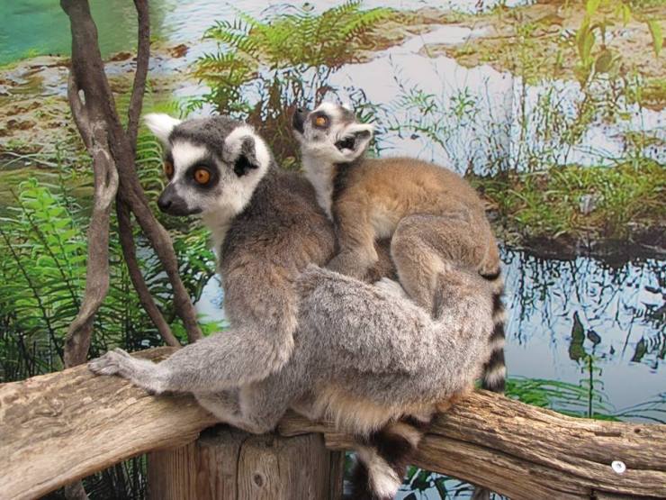 35067617_10155364363047595_2596723719489454080_n